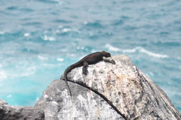 istock Endemic Marine Iguana at  Galapagos islands 1152463695