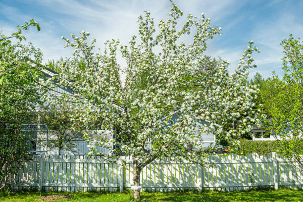 istock Blossoming apple tree in the garden at spring 1152463869