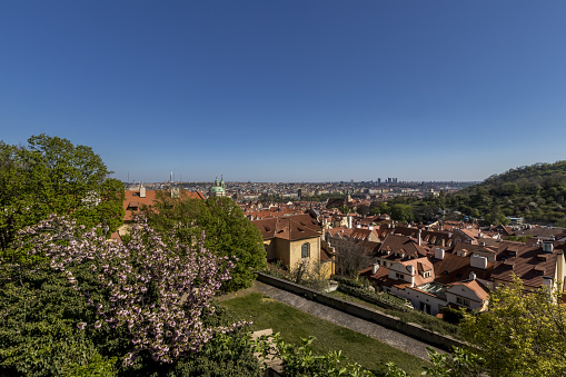 Prague cityscape panorama with red roofs. Street top view on a sunny day. Cherry blossoms on a foreground. The capital of the Czech Republic.