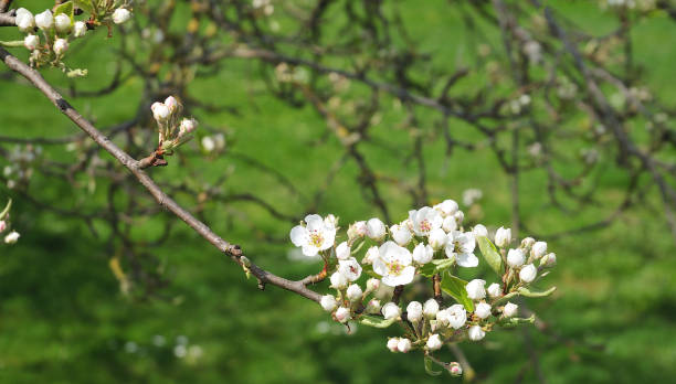 istock flowering twig of an apple tree 1152465853