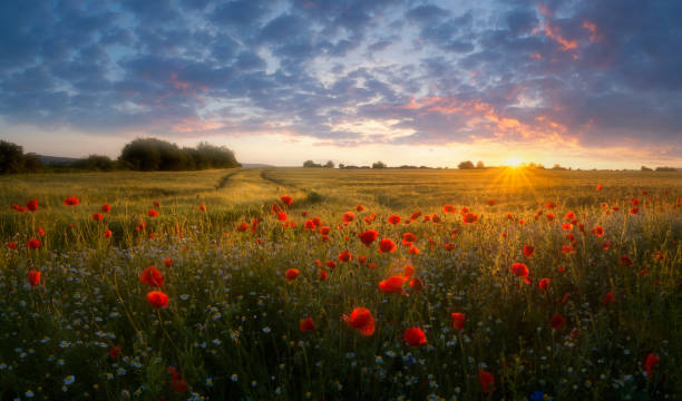 Poppy and agriculture fields in sunset in beautiful österlen flowers in bloom. Photo taken in sunlight in evening in summer.