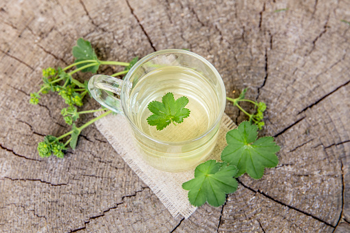 Alchemilla vulgaris, common lady's mantle medicinal herbal tea concept. Composition on natural wooden background.