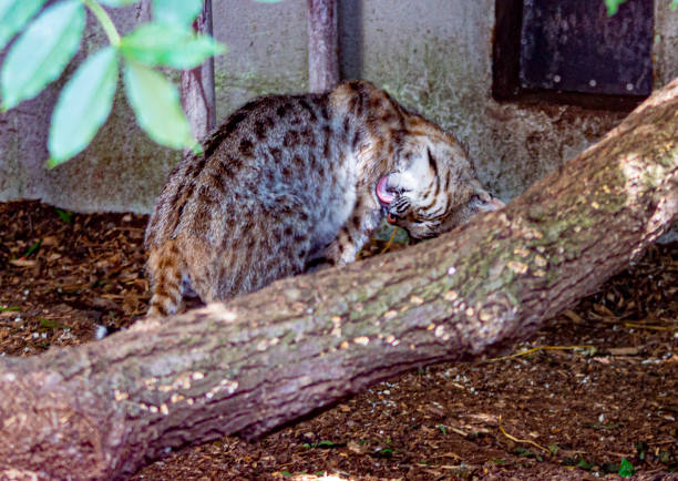 istock Female Lynx or Bobcat 1152467020