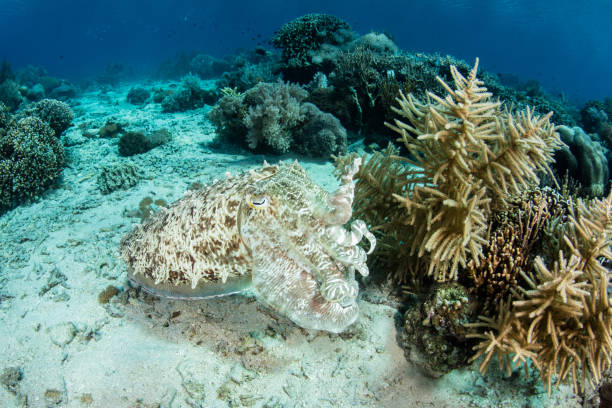 istock Broadclub Cuttlefish and Corals 1152467091