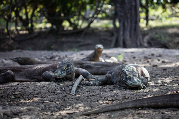 istock Komodo Dragons Resting on Hot Day 1152467116