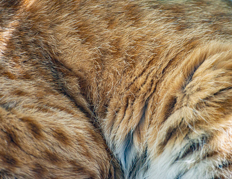 A Lynx close up of its fur on a hot summer day. It is in an enclosure at the Cat Survival Trust Centre at Welwyn.  The trust does a huge amount to protect and rehome big cats from failing zoos or private collectors and is part of the world wide cat breeding programme.