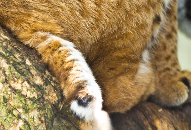 lince ou cauda de bobcat - endangered species europe whisker tail - fotografias e filmes do acervo