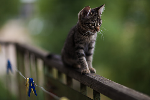 Cute little kitten. A kitten on the balcony railing. Close-up.