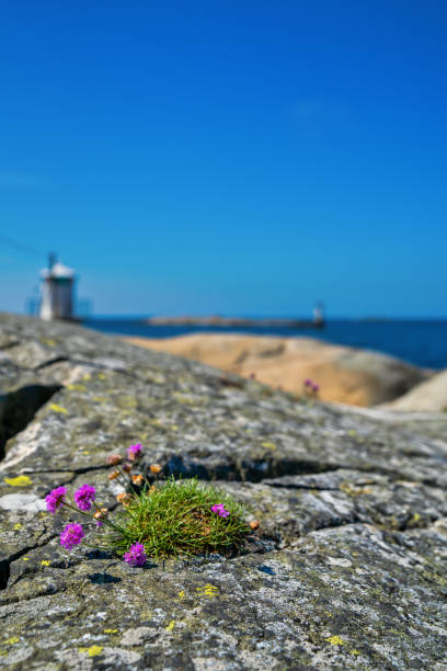 istock Pink Sea Beach Thrift 1152469212