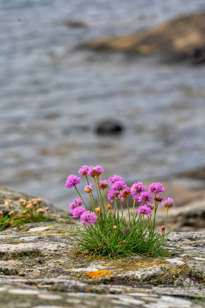 istock Pink Sea Beach Thrift 1152469301