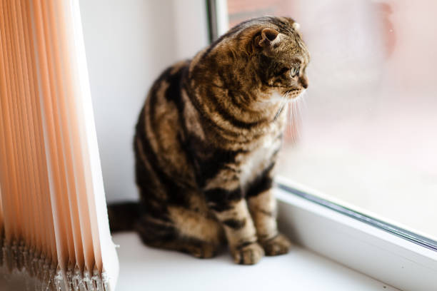 istock Cute lop-eared kitten looks out the window. Close-up 1152470654