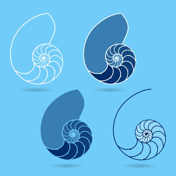 Nautilus shells Vector illustration of different Nautilus shells nautilus stock illustrations