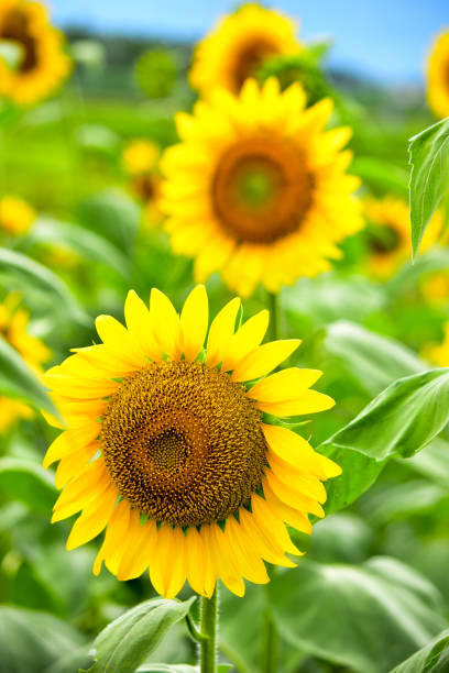 istock Large Bloom Sunflower Seeds 1152470719