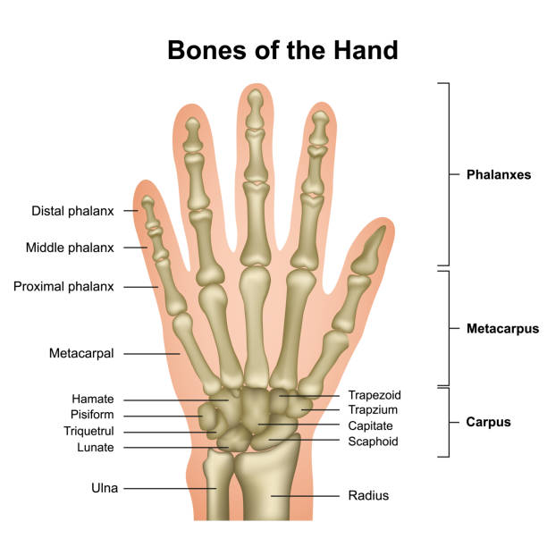 kości dłoni medycznej ilustracji wektorowej wyizolowanej na białym tle - metacarpal stock illustrations