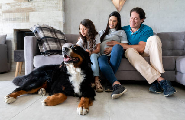 Beautiful dog at home with a pregnant family Beautiful dog at home with a happy Latin American pregnant family - lifestyle concepts bernese mountain dog photos stock pictures, royalty-free photos & images