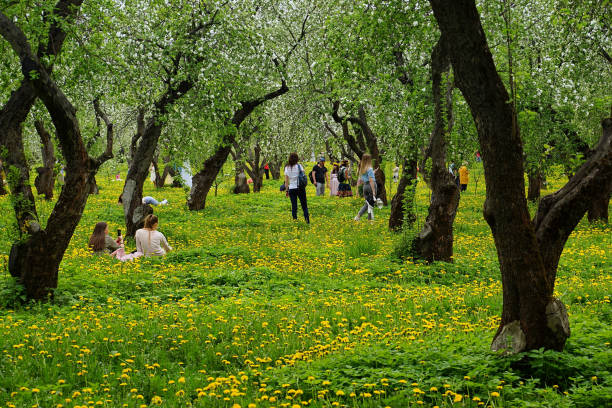 weekend in kolomenskoye park in moscow - kolomenskoye imagens e fotografias de stock