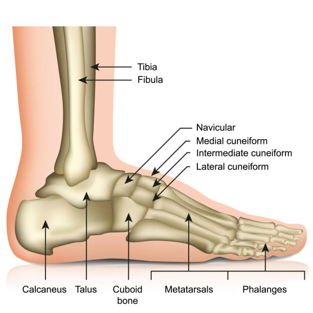 illustrations, cliparts, dessins animés et icônes de os du pied et de la cheville articulation médicale vecteur illustration isolé sur fond blanc - tibia