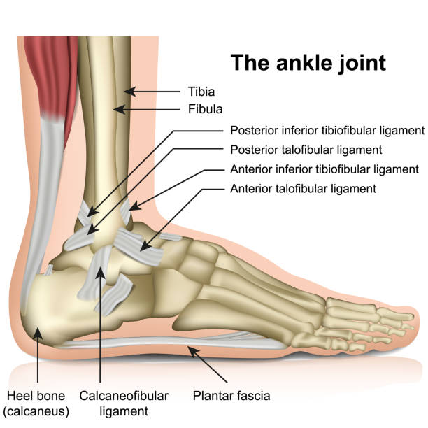 ilustraciones, imágenes clip art, dibujos animados e iconos de stock de la articulación del tobillo, tendones de la ilustración vectorial de la anatomía del pie de la articulación del tobillo - tendón