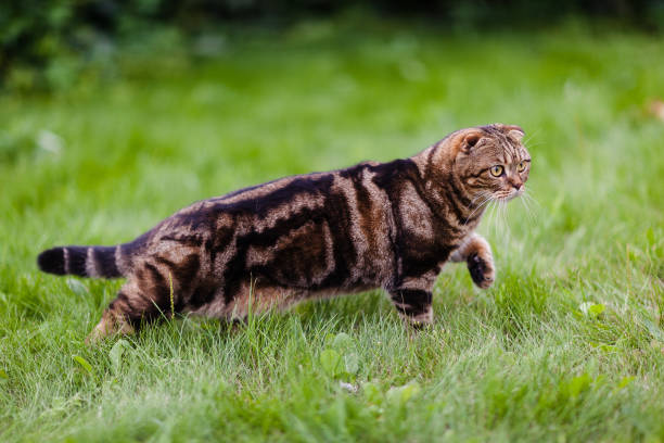 istock Cute lop-eared kitten in the grass close-up 1152471064
