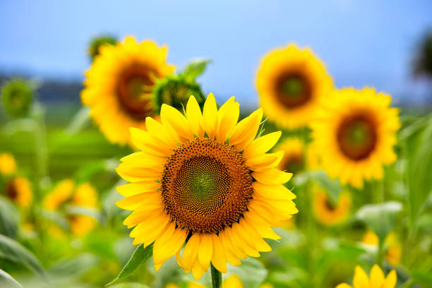 campo de girasol bajo sunny sky - sunflower flower flower bed light fotografías e imágenes de stock