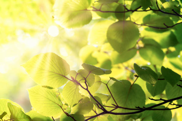 istock Green foliage and sunbeams 1152471138
