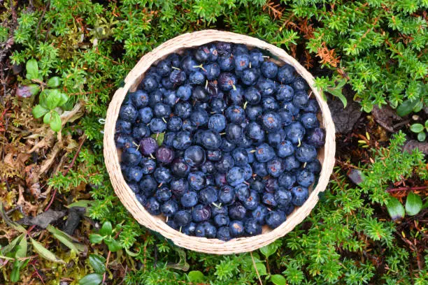 Wild Alaskan blueberries in a basket.