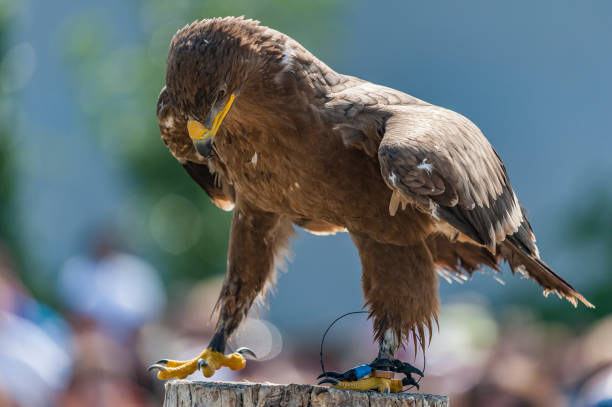 istock birds of prey trained by his falconer 1152473207