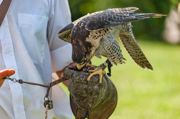 istock birds of prey trained by his falconer 1152473246
