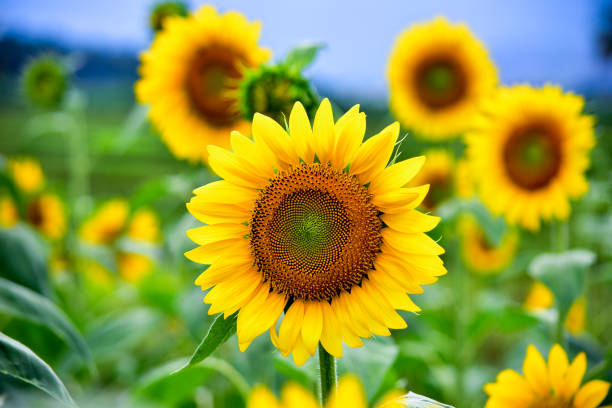 tarahumara white seeded sunflower - sunflower flower flower bed light fotografías e imágenes de stock