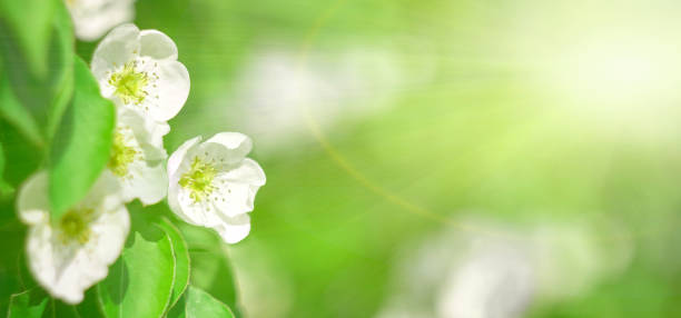 istock spring flowers with green sunny background. Blooming white flowers on branch with sunny rays background 1152473483