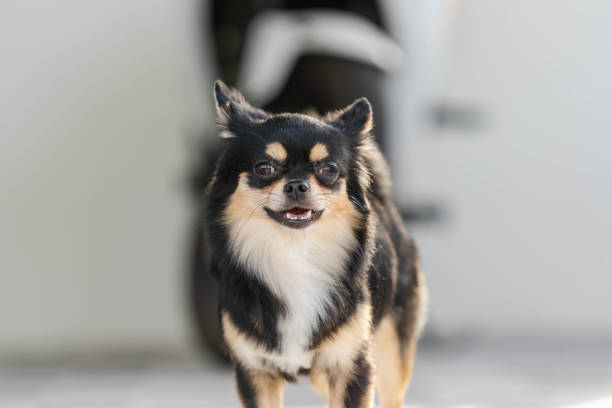black chihuahua is happy smiley with nature light and white background.