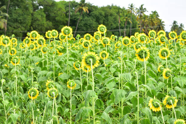 Sunrich Orange Tall Sunflowers
