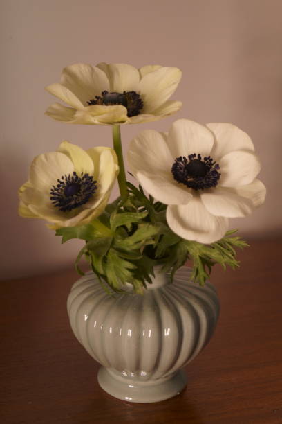 istock Beautiful flowers - Anemone coronaria  (Poppy Anemone) 1152474298
