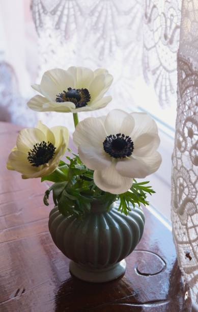 istock Beautiful flowers - Anemone coronaria  (Poppy Anemone) 1152474314