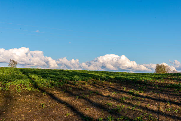 istock cultivated fields in countryside with dark and wet soil for agriculture. 1152474589