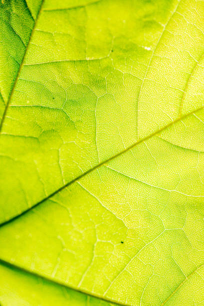 istock foliage leaf grass texture in green sunny summer time 1152474626