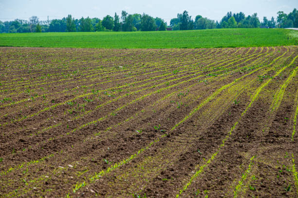 istock cultivated fields in countryside with dark and wet soil for agriculture. 1152474902