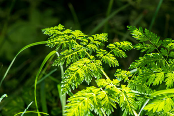 istock foliage leaf grass texture in green sunny summer time 1152474949