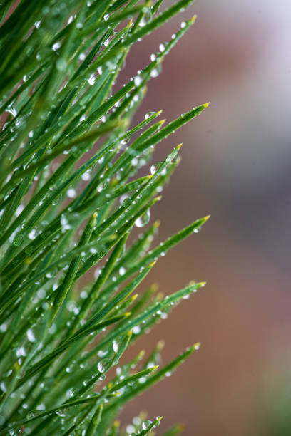 istock foliage leaf grass texture in green sunny summer time 1152475024