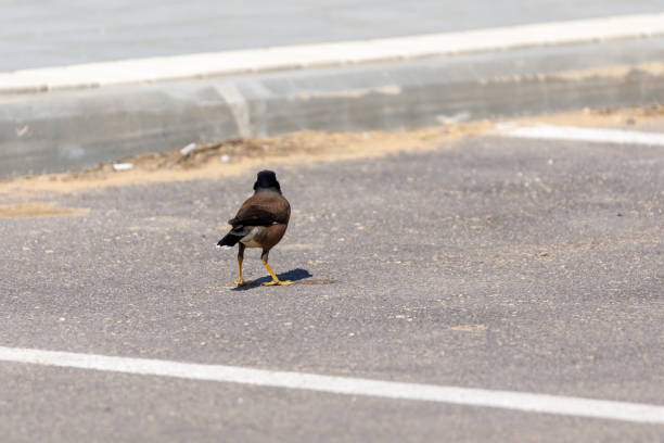 Lonely mynah leaves onto the sidewalk from parking