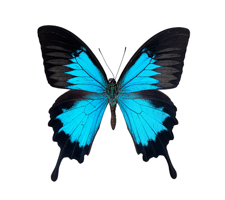 macro shot of blue butterfly with soft green yellow background