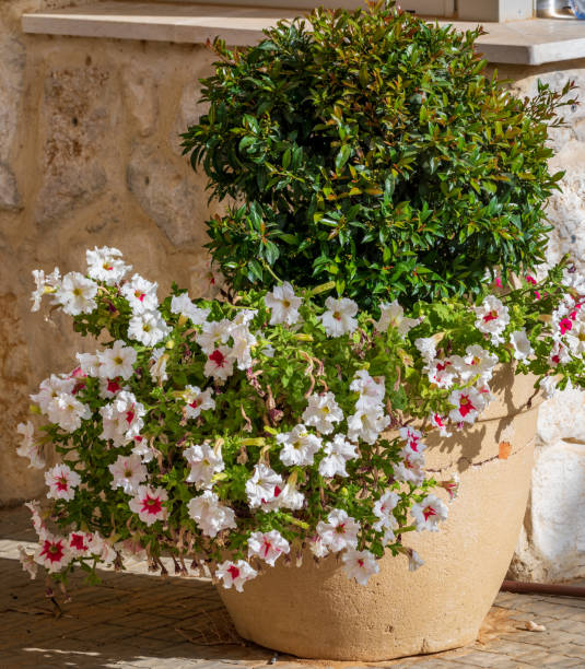 istock Big white petunias and syzygium tree 1152475808