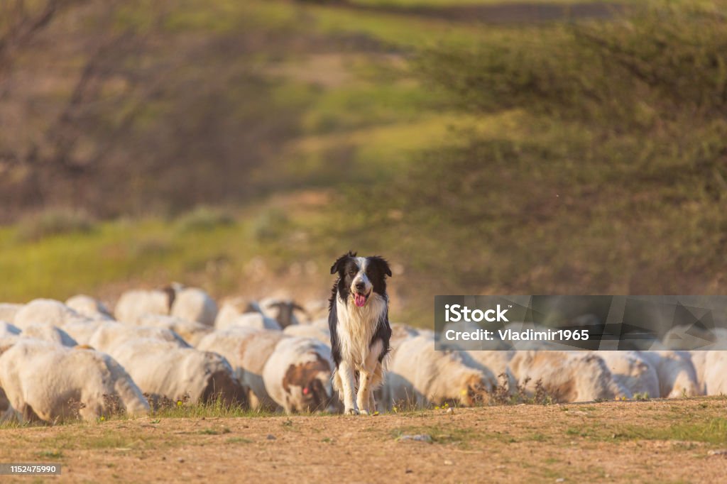 Border collie with herd Border collie with herd of sheep at desert Sheepdog Stock Photo