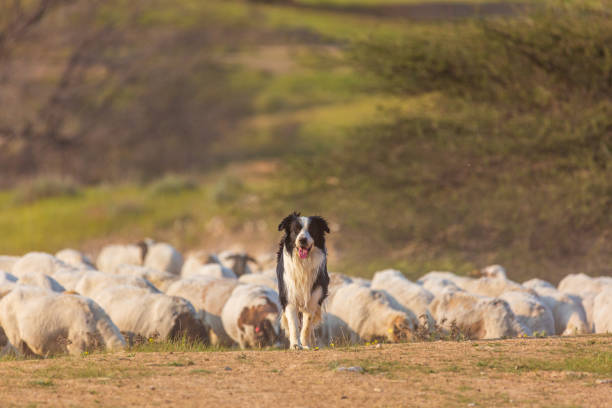 Border collie with herd Border collie with herd of sheep at desert border collie stock pictures, royalty-free photos & images