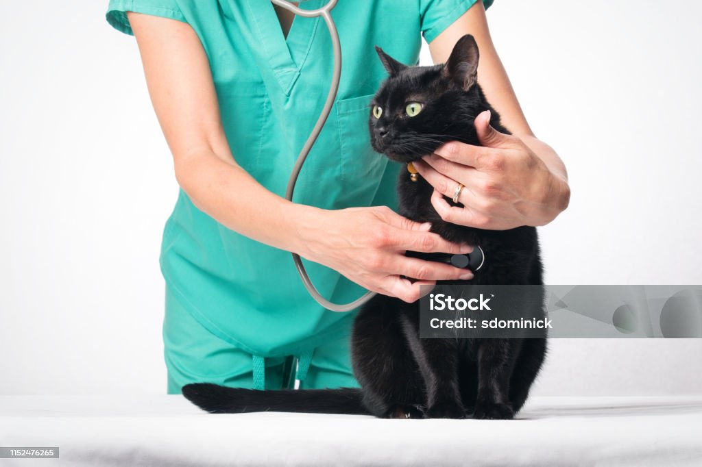 Cat Exam A black cat getting an examination by a veterinarian. Domestic Cat Stock Photo