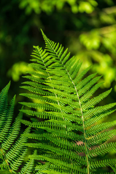 istock foliage leaf grass texture in green sunny summer time 1152477897