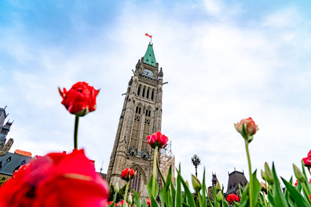 festival canadiense de tulipanes en parliament hill ottawa, canadá - ottawa tulip festival fotografías e imágenes de stock