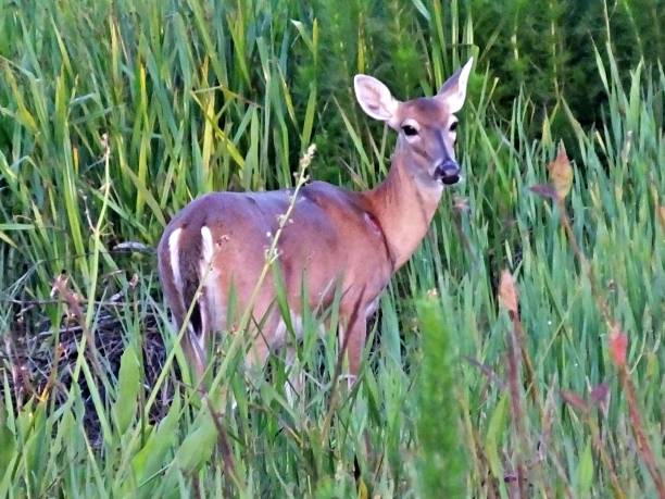 istock White-tailed Deer (Odocoileus virginianus) in the Florida wetlands 1152478693