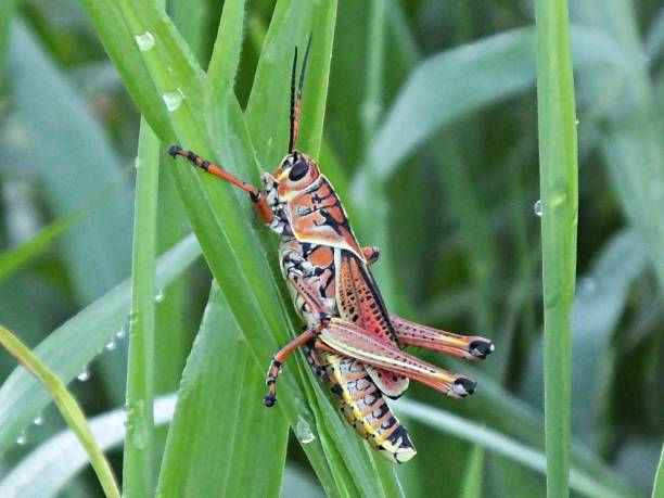 istock Eastern Lubber Grasshopper (Romalea microptera) on a plant with dew drops in Florida 1152479008