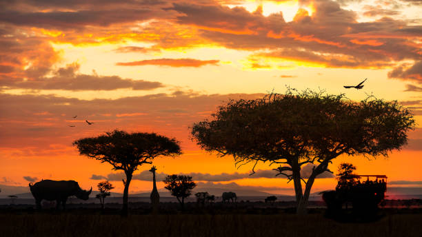 istock African Wildlife Safari Drive at Sunset 1152479150